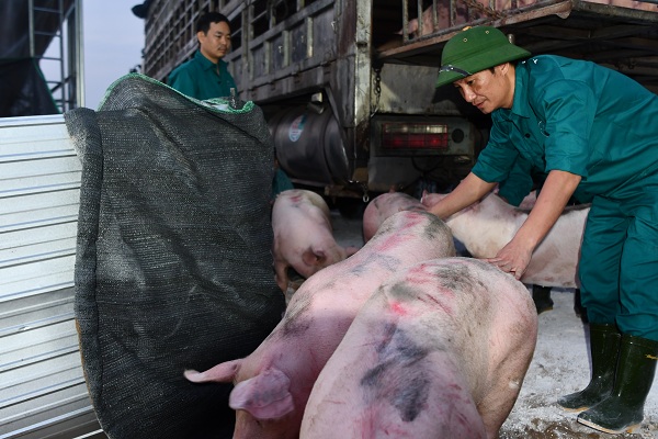 Doanh nghiệp Việt Nam nhập khẩu lợn sống từ Thái Lan (Ảnh: Văn Giang)
