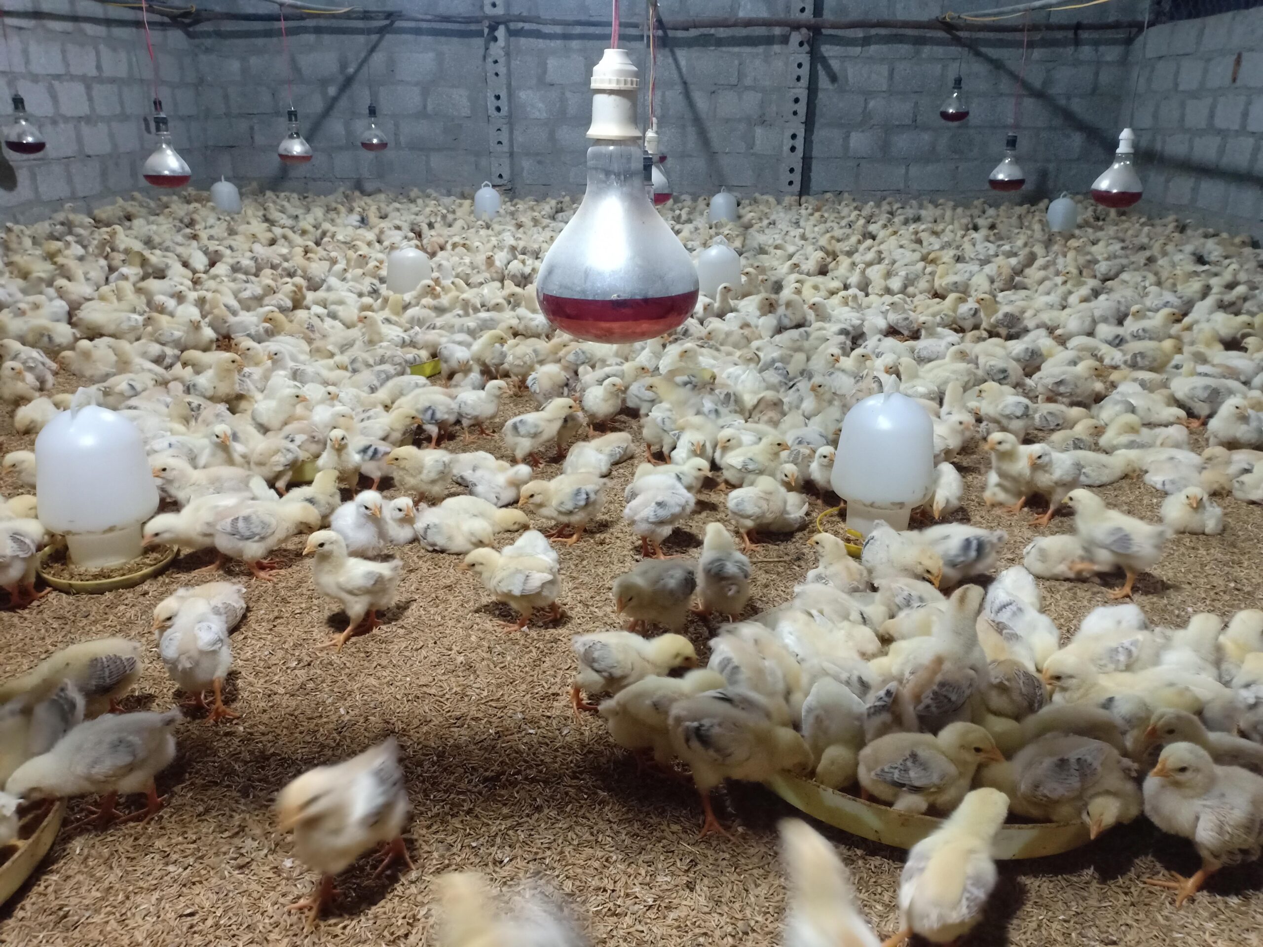 Cần có những biện pháp để ngăn chặn các mầm bệnh trong chăn nuôi gà