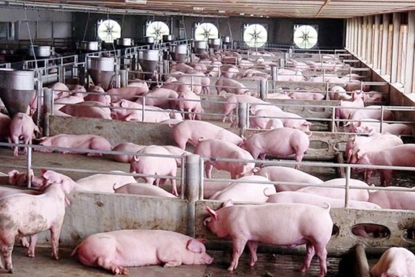 Hà Nội tăng tốc tái đàn lợn, nhằm bảo đảm mục tiêu tăng trưởng đàn lợn đạt khoảng 1,8 triệu con vào cuối năm 2020 (ảnh minh họa)