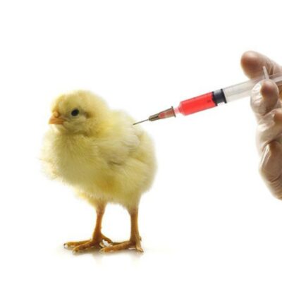Tiêm phòng vacxin cho gà (ảnh minh họa)