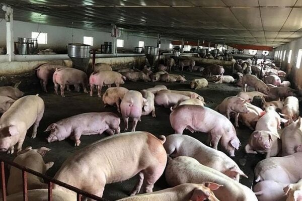 10 cơ sở chăn nuôi lợn bị đình chỉ vì ô nhiễm môi trường Hương Sơn đình chỉ 10 cơ sở chăn nuôi lợn không đảm bảo môi trường