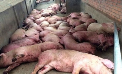 Lợn mắc dịch tả thể quá cấp tính thường nằm ủ rũ hoặc sốt cao trước khi chết