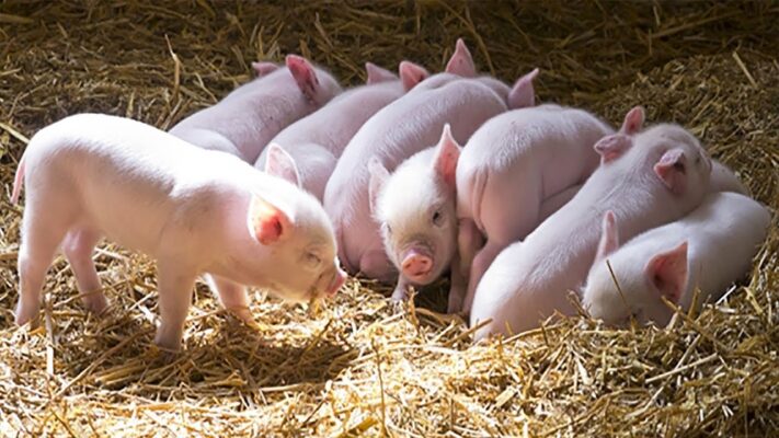 Thể mạn tính của dịch tả lợn Châu Phi thường gặp ở heo nhỏ 2 - 3 tháng tuổi 