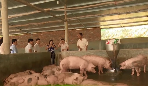 Thời gian gần đây, tỉnh Khánh Hòa xuất hiện một số ổ dịch tả lợn Châu phi