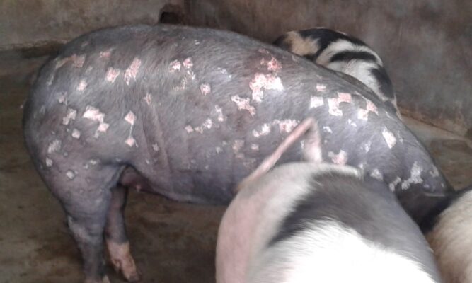 Bệnh đóng dấu lợn: lợn sau điều trị, da tróc ra từng mảng tạo thành vết sẹo.