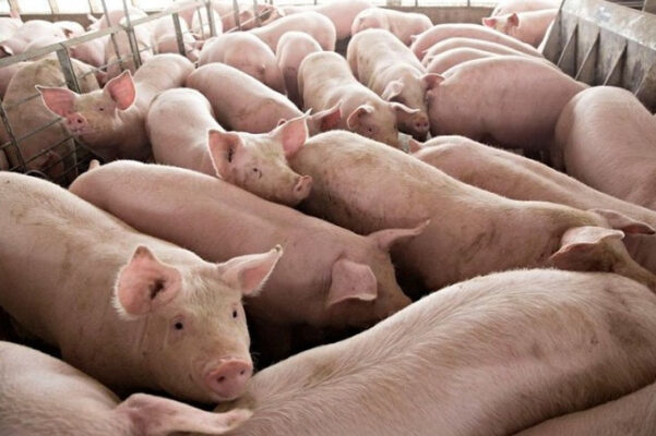 Giá lợn hơi giảm trong khi giá thịt lợn tại quầy vẫn cao