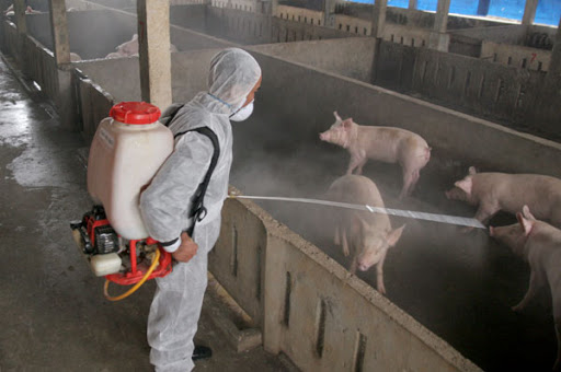 Dịch tả lợn Châu phi - Phun thuốc khử trùng thường xuyên