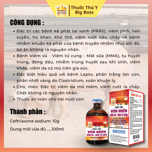 AMOXLANIC 200 - 100ML.  Đặc trị viêm vú, viêm tử cung (MMA),Sản phẩm chuyên dùng cho heo nái. Nái  nuôi con và heo con. - Hình ảnh 2