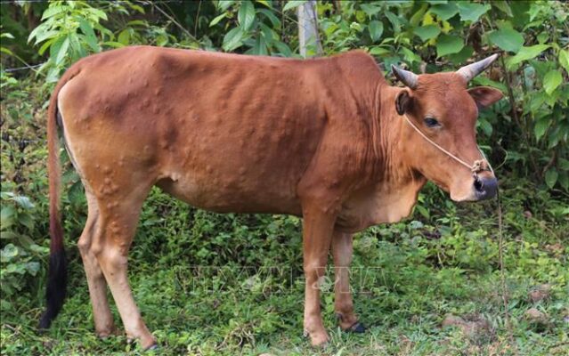 Tỉnh Hà Giang đã có 31 con trâu, bò bị bệnh Viêm da nổi cục tấn công. 