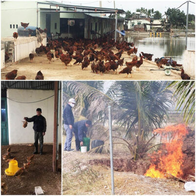 Phát hiện và tiêu hủy gần 1.000 con gà nhiễm cúm gia cầm H5N6 tại TX Quảng Yên (Quảng Ninh). Ảnh: CTV.