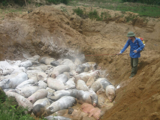 Theo Cục Thú y, thời gian qua, bệnh Dịch tả lợn Châu Phi vẫn đang xảy ra cục bộ tại một số hộ chăn nuôi nhỏ lẻ, nguy cơ dịch bệnh nguy hiểm này vẫn luôn tiềm ẩn.