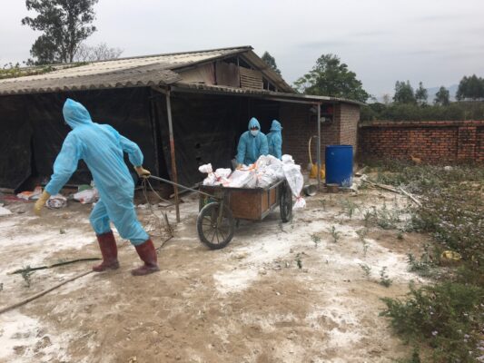 Quảng Ninh đang tích cực triển khai các biện pháp cấp bách khoanh vùng, khống chế dịch cúm gia cầm H5N6. Ảnh: Báo Quảng Ninh