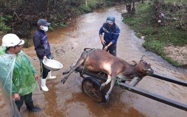 Thừa Thiên-Huế: Rét đậm, gia súc chết nhiều hơn khu vực miền Bắc