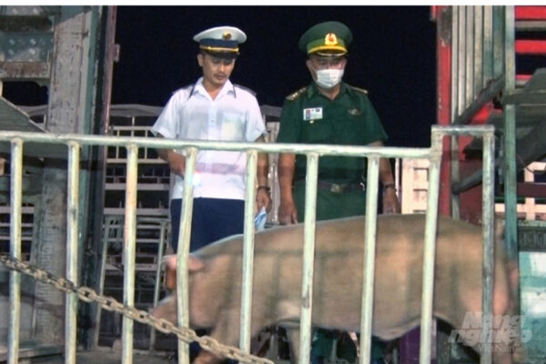Lợn Thái Lan được nhập khẩu chính ngạch qua Cửa khẩu quốc tế Lao Bảo, Quảng Trị. Ảnh: Công Điền.
