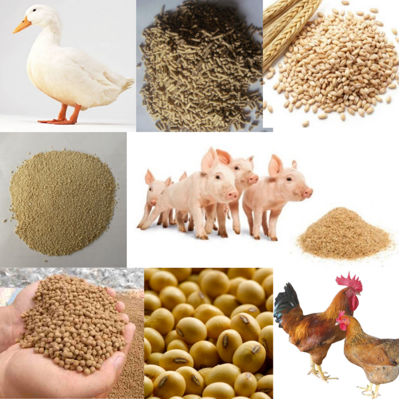 giá thức ăn chăn nuôi