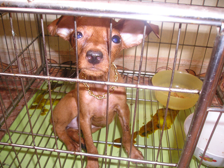Viêm ruột tiêu chảy ở chó