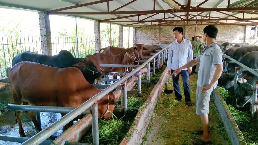 chống nóng cho trâu bò