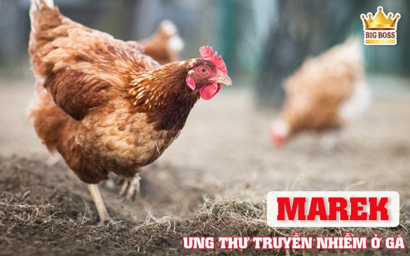 Bệnh marek trên gà