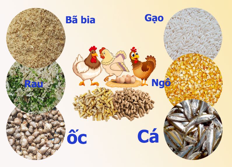 Chế độ dinh dưỡng cho gà vào mùa nắng nóng