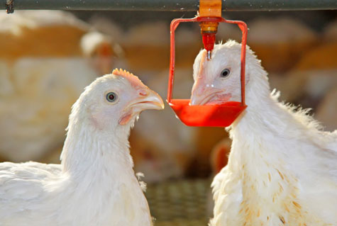 Nước uống cực kì quan trọng trong chế độ dinh dưỡng cho gà
