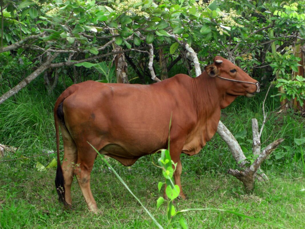 giống bò