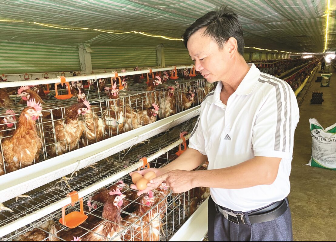 chăn nuôi gà
