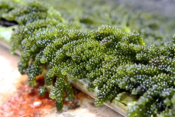 tảo có tác dụng chống lại bệnh cầu trùng