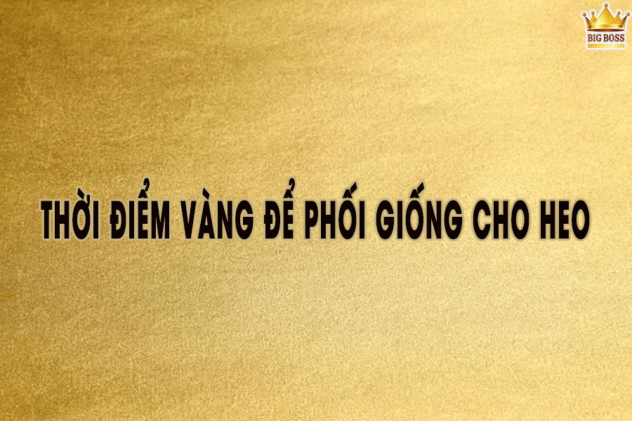phối giống