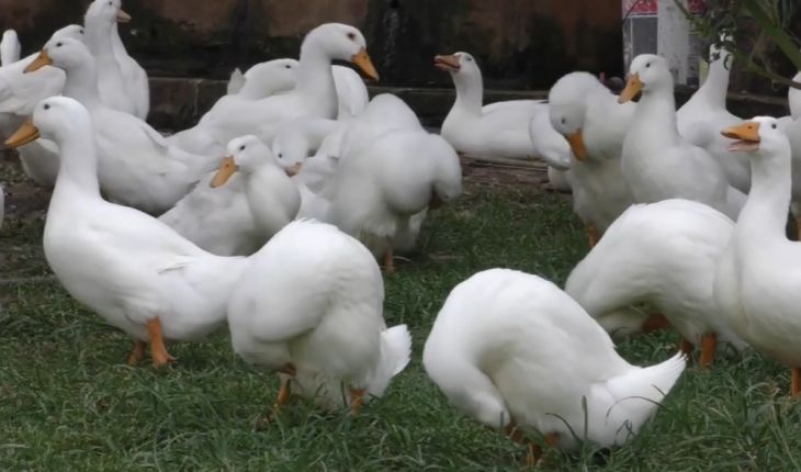 vịt bị què chân