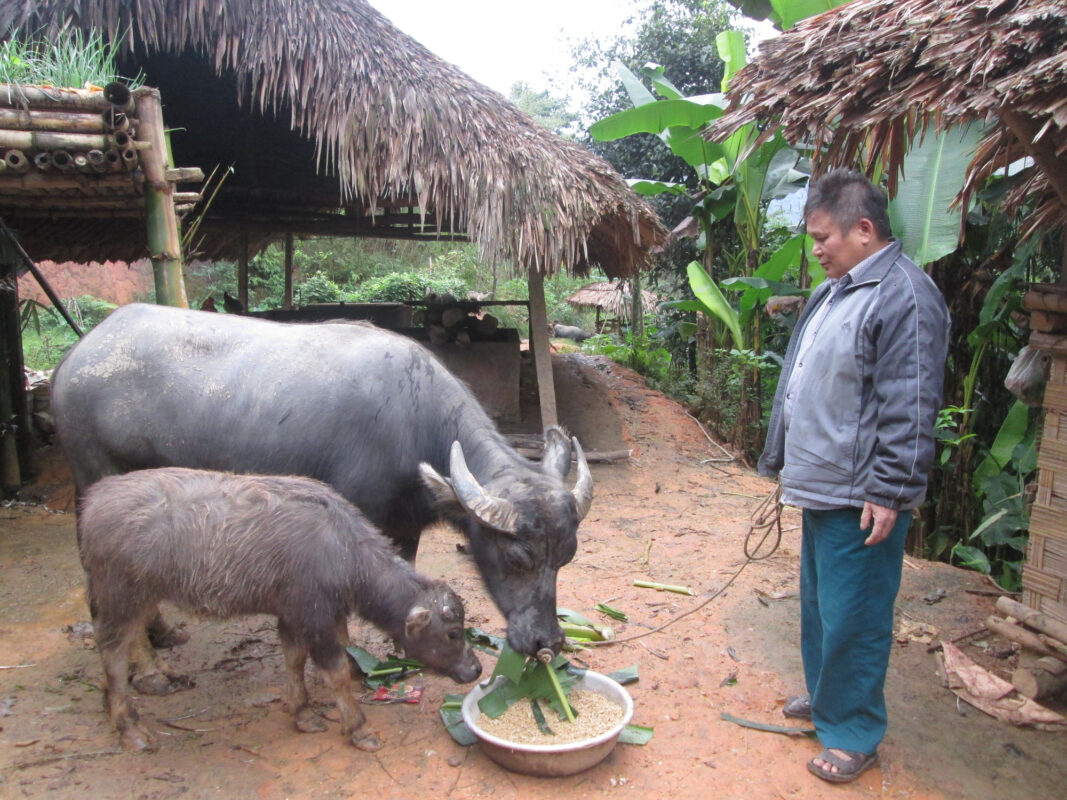 trâu vỗ béo