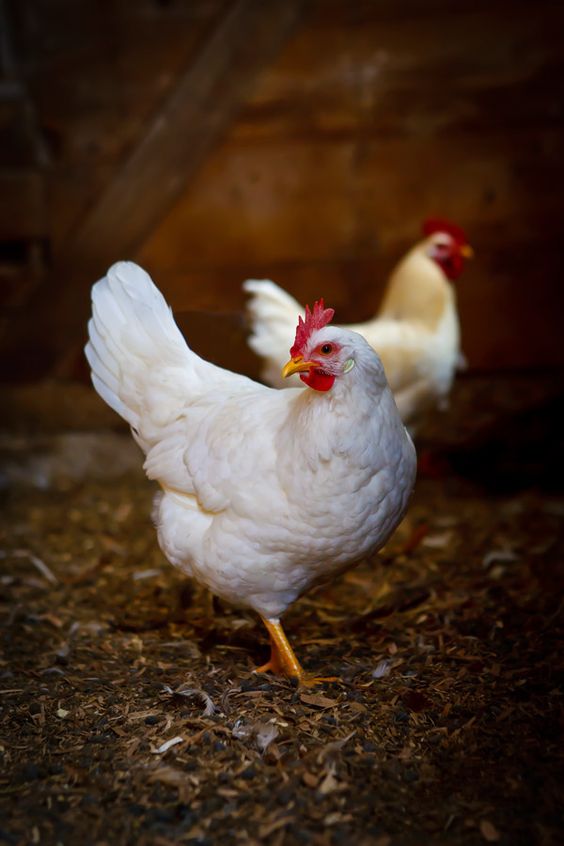 Cần tăng sức đề kháng cho vật nuôi để giảm nguy cơ lây nhiễm cúm gà