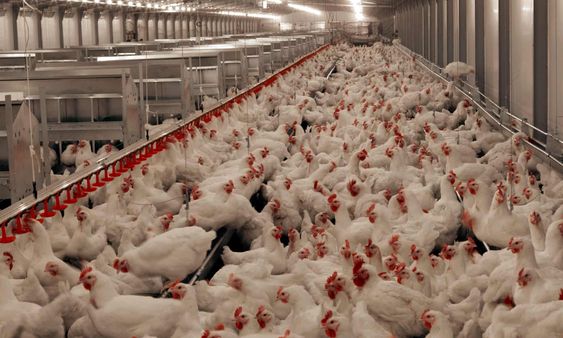 Chú trọng vệ sinh chuồng trại trong chăn nuôi để tránh lây nhiễm bệnh cúm gà