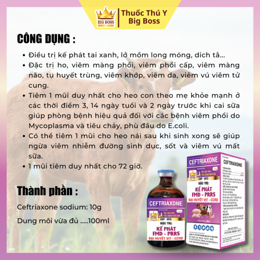 CEFTRIAXONE ĐẶC TRỊ: KẾ PHÁT FMD - PRRS  BẠI HUYẾT VỊT - CCRD - Hình ảnh 2